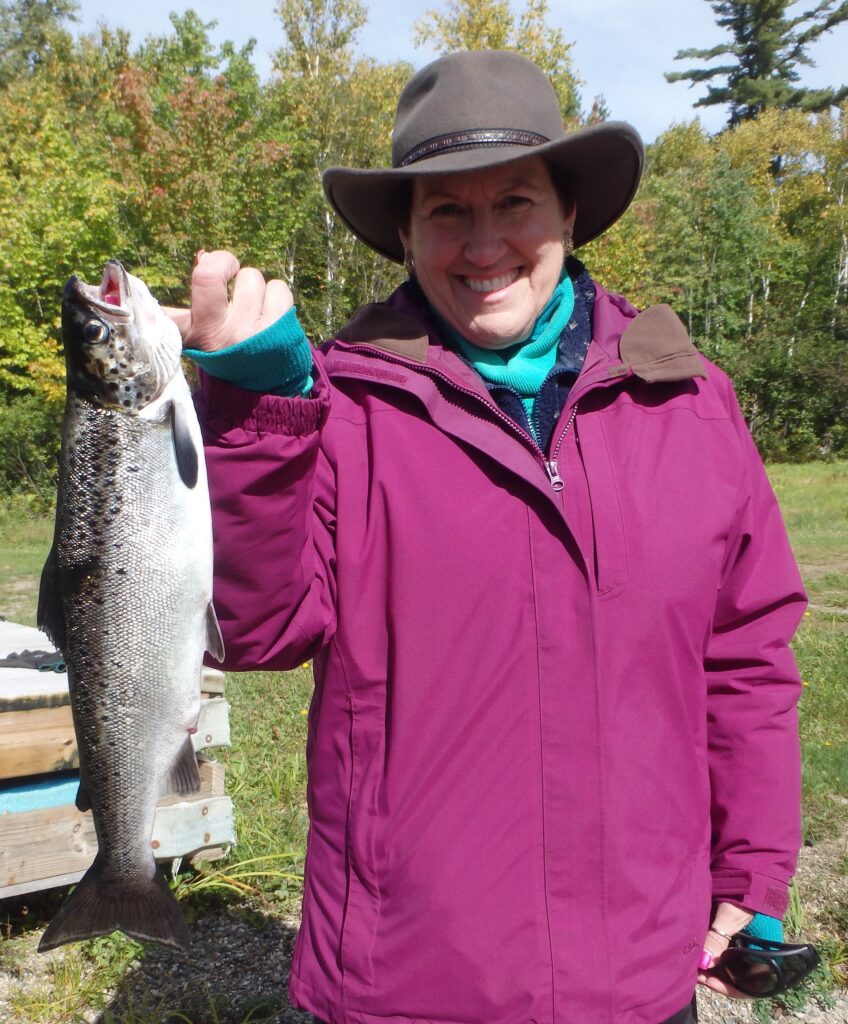 Freshly caught salmon.